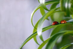 Foto: Einige Marienkäferchen bei der Paarung und andere in anderen Stellungen. Diese Fotos stammen alle von fotolia.com.