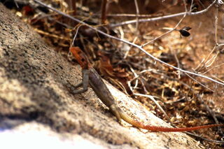 Foto: Eine kleine optimal getarnte Eidechse mit langem Schwanz in Orange-braun.