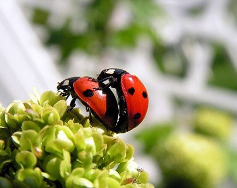 Foto: Einige Marienkäferchen bei der Paarung und andere in anderen Stellungen. Diese Fotos stammen alle von fotolia.com.