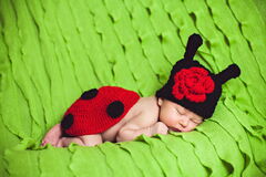 Foto: 100 Marienkäfer bei allerlei munteren Aktivitäten - manche davon in Großaufnahme. Diese Fotos stammen von fotolia.com.