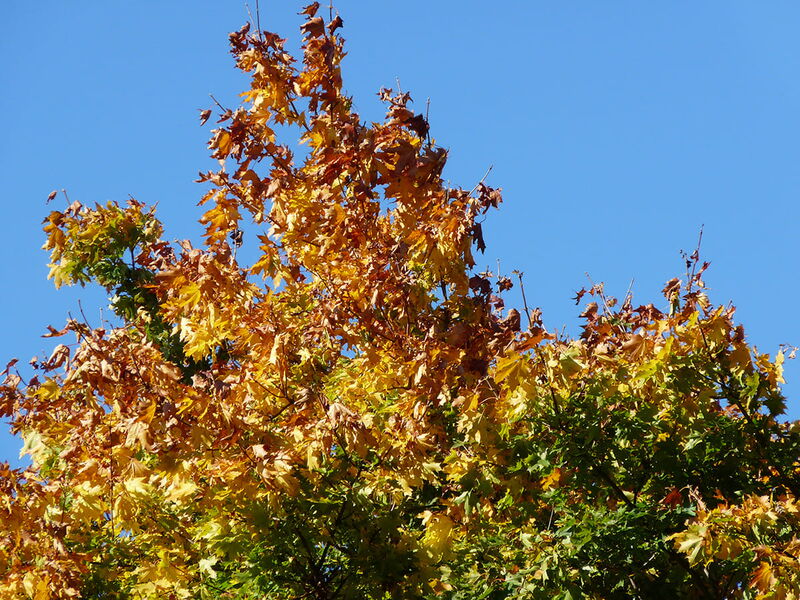 Foto: Indian Summer mit satten leuchtenden Farben im Herbst und Eichhörnchen sammeln Vorräte für den Winter.