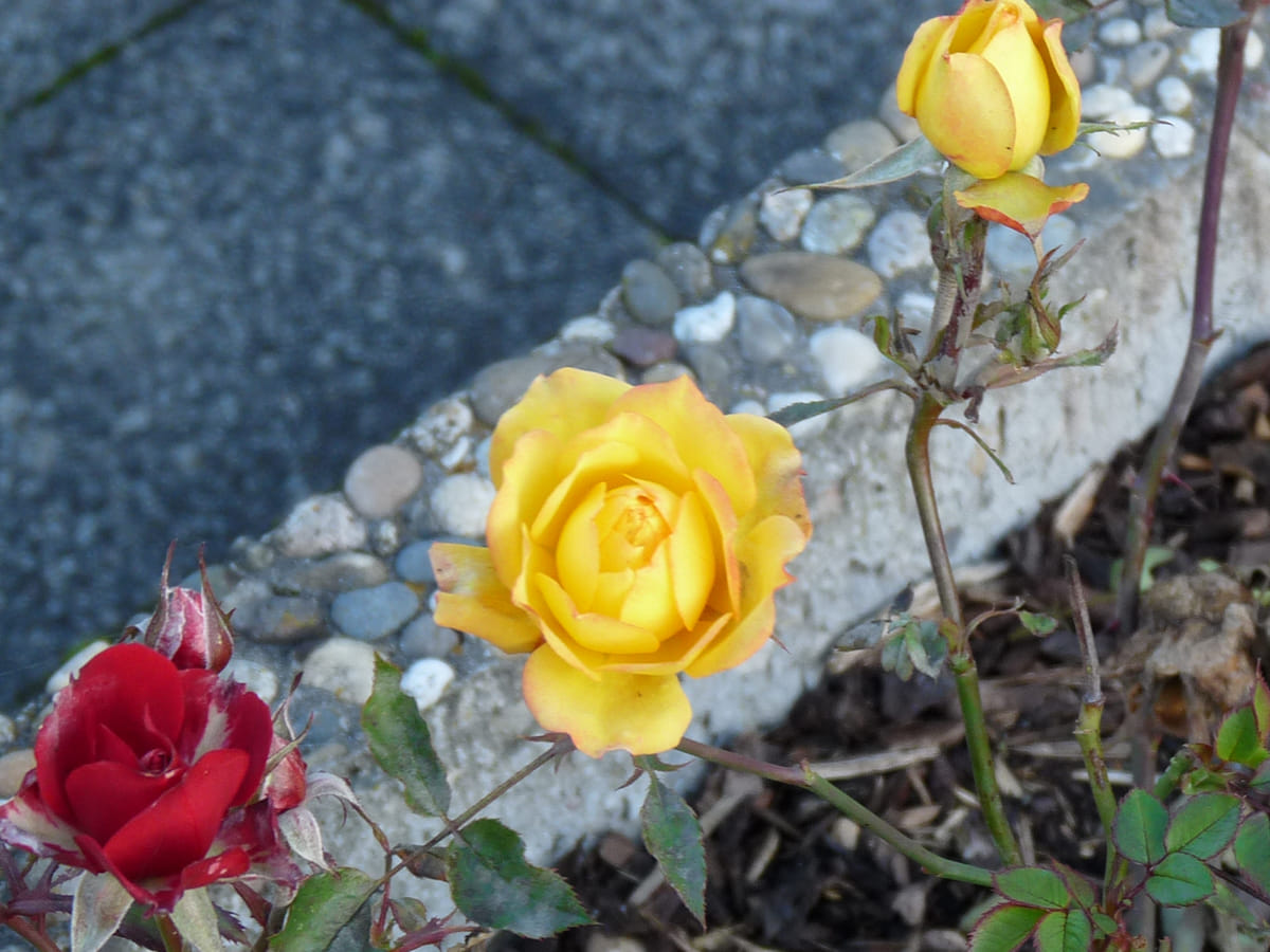 Foto: Gelbe und rote Rosen blühen noch im Herbst.