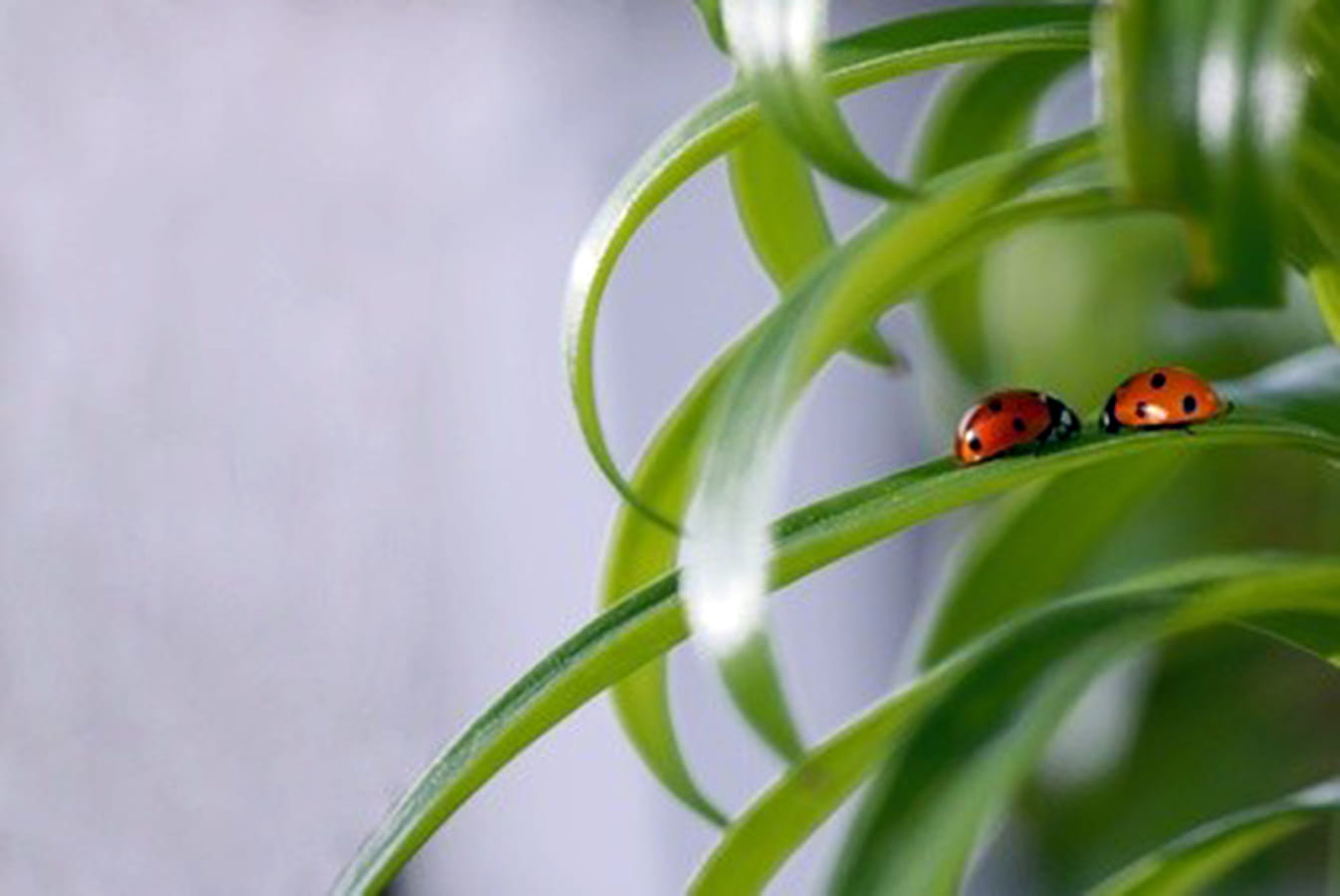 Foto: Zwei Marienkäfer begegnen sich auf einem Blatt.