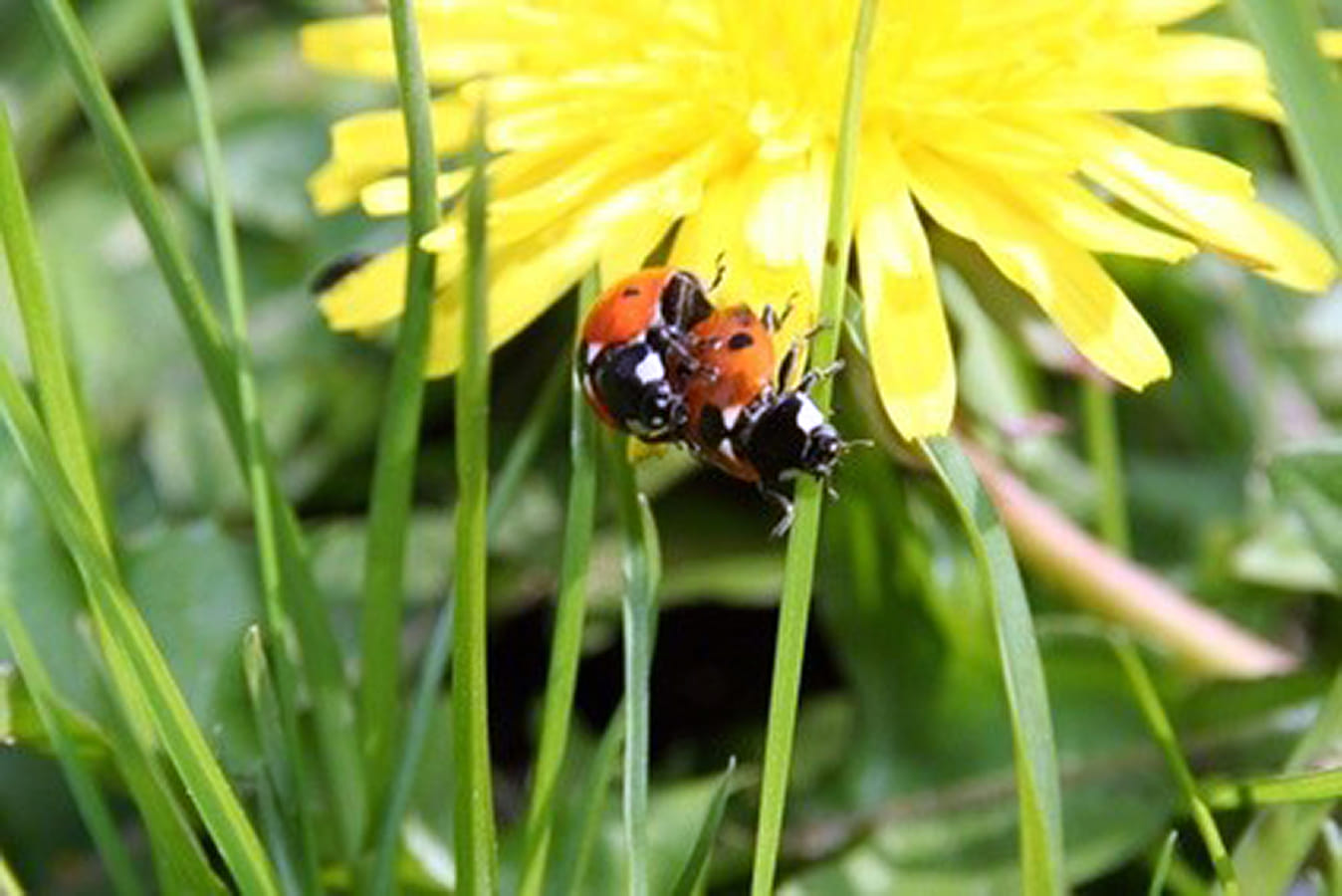 Foto: Zwei Marienkäfer, die sich gerade vor einer Blume lieben.