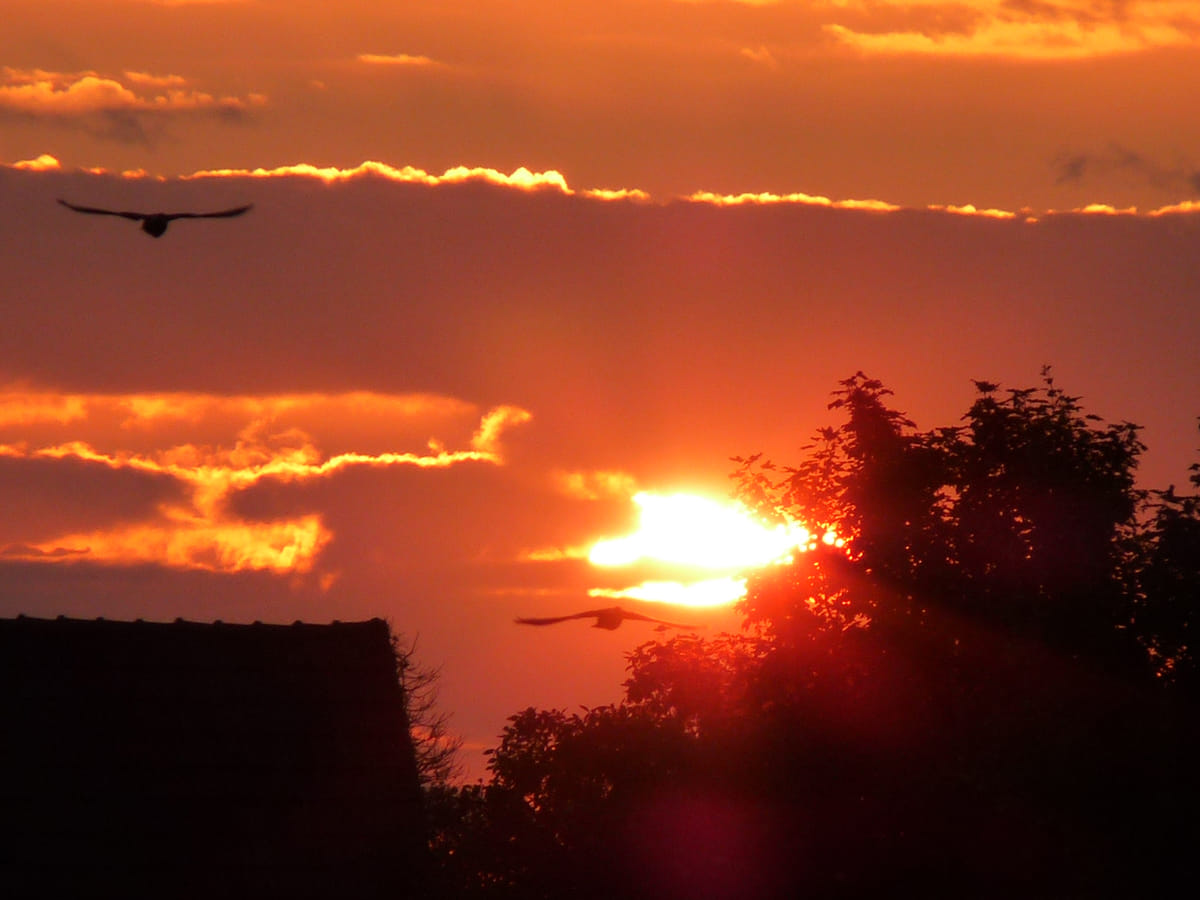 Foto: Zwei Greifvögel am Abendhimmel