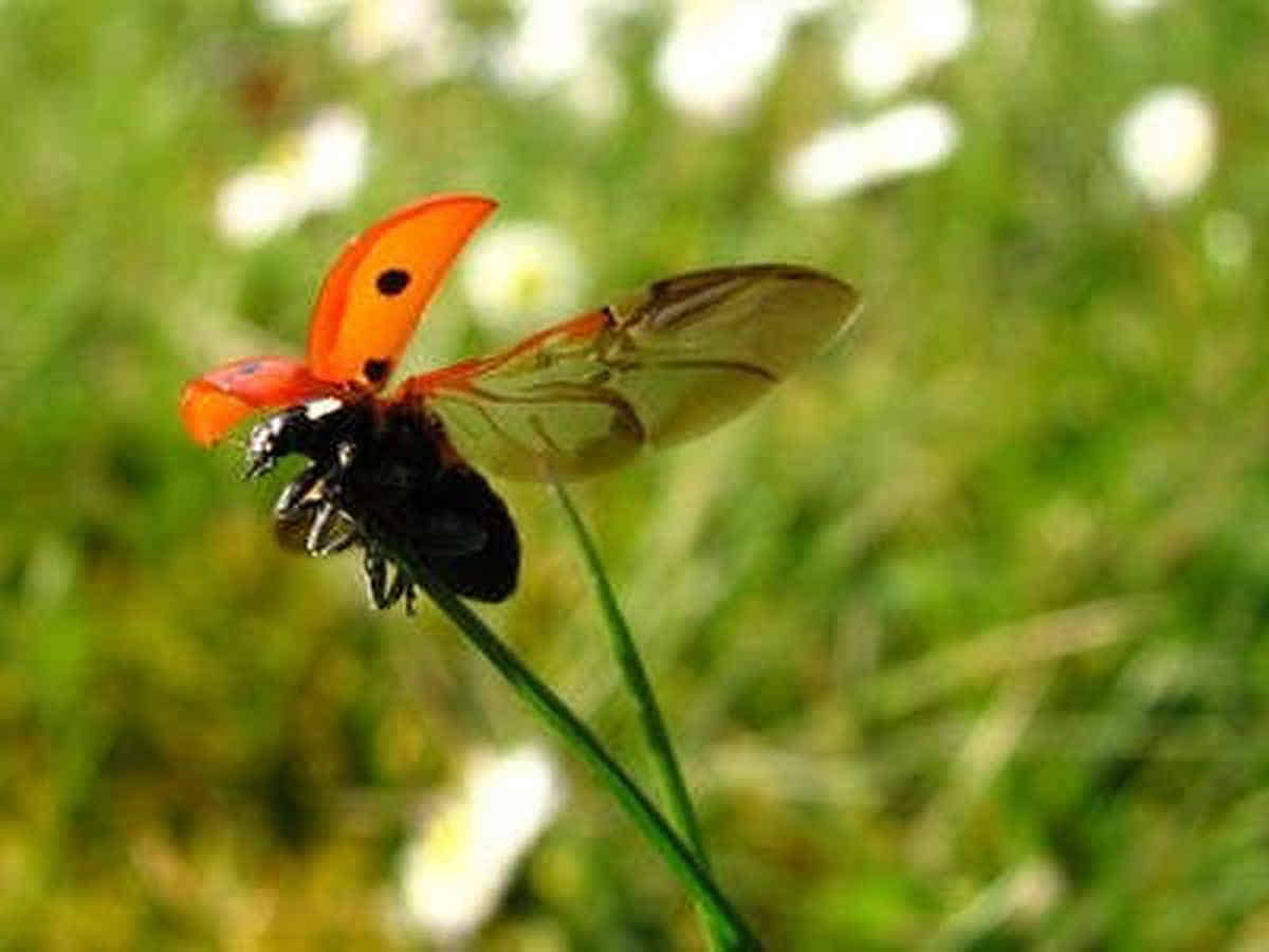 Foto: Ein Marienkäfer, der gerade von einem Grashalm abhebt, die Flügel weit aufgespannt.