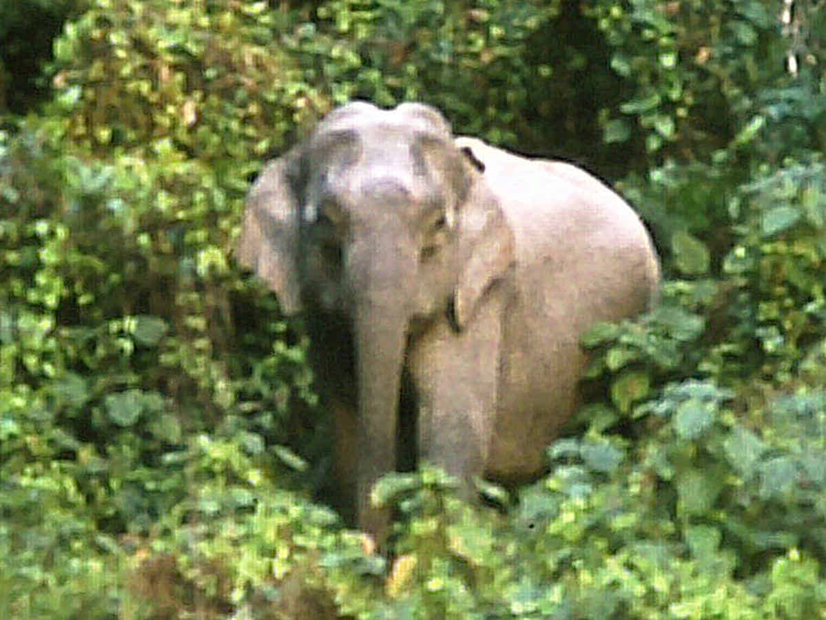 Foto: Ein Elefant schaut aus dem Dschungel heraus auf einen Strand.