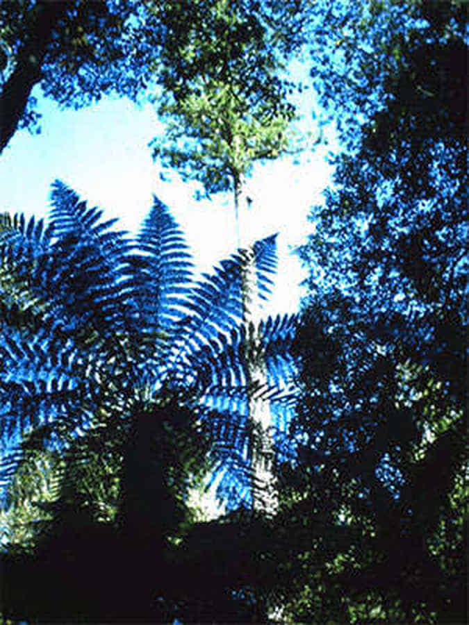 Foto: Ein riesiger Farn entlang des Waldweges.