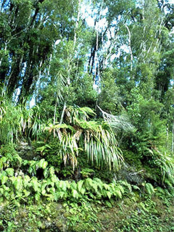 Foto: Der Geist des Waldes und der Natur verbindet sich mit den Waldwesen.