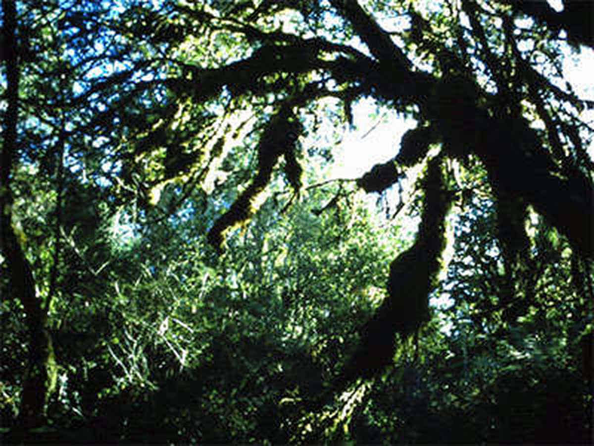 Foto: Ein Urwald mit Bäumen, Moosen und Sträuchern.